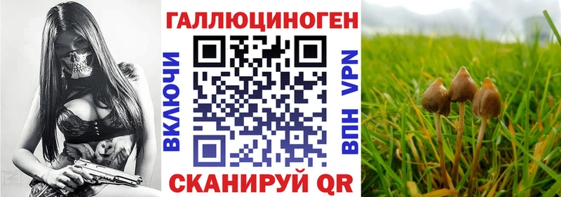 где продают   Давлеканово  Псилоцибиновые грибы Psilocybine cubensis 